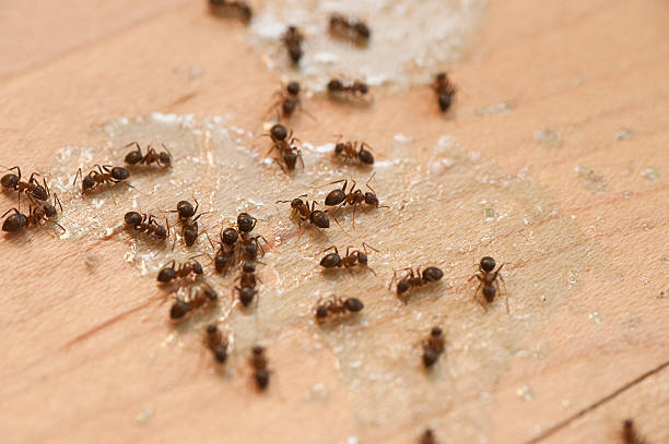 Best Best Pest Control Companies  in Tangelo Park, FL